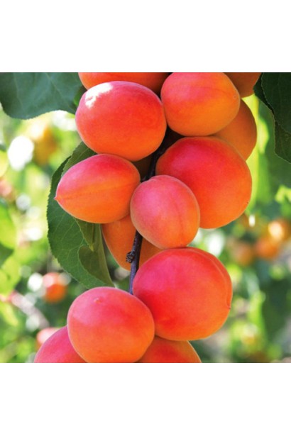 Абрикос Ерлі Ред Оранж ранній | Абрикос Эрли Ред Оранж ранний | Prunus armeniaca Early Red Orange